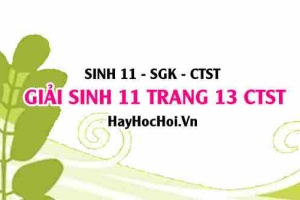 Giải Sinh 11 trang 13 Chân trời sáng tạo SGK